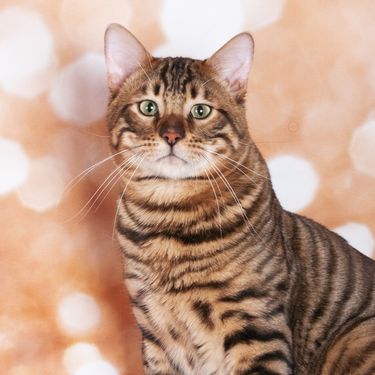Toyger
