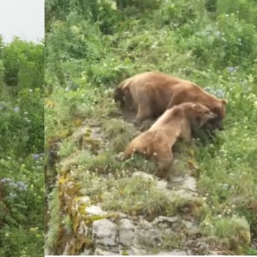 Medvjedica u borbi za zaštitu mladih