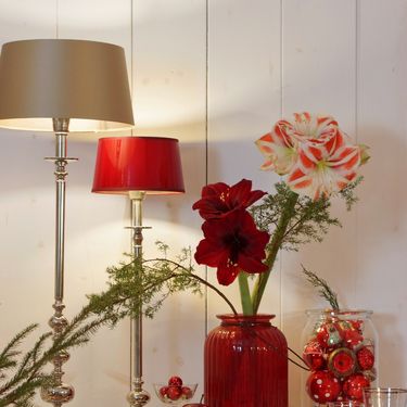 Veličanstveni amarilis krasi mnoge domove u blagdansko vrijeme