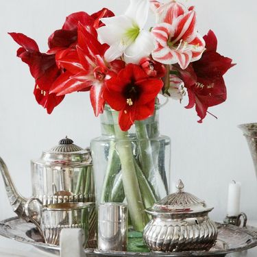 Veličanstveni amarilis krasi mnoge domove u blagdansko vrijeme