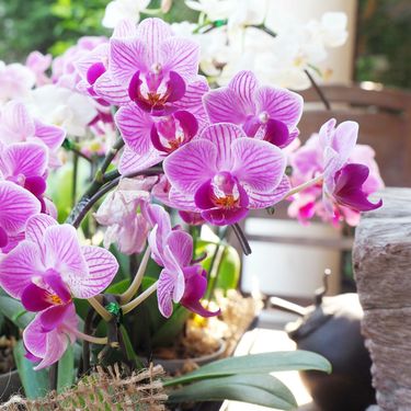 Orhideja će uljepšati svaki prostor