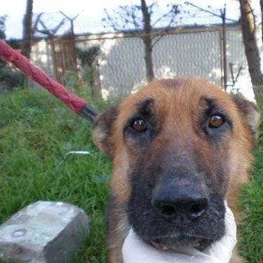 Tužna Saharina priča ipak je imala sretan kraj - 1