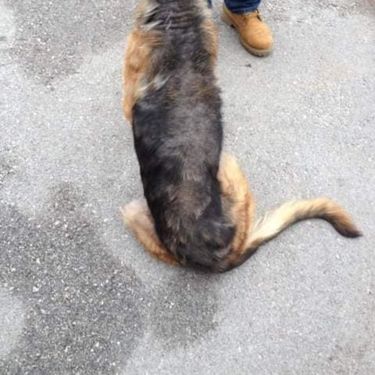 Tužna Saharina priča ipak je imala sretan kraj - 3