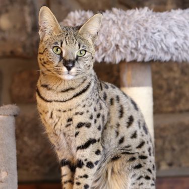 Savannah mačka