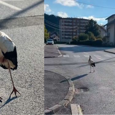 Ozlijeđena roda kako šeta ulicom