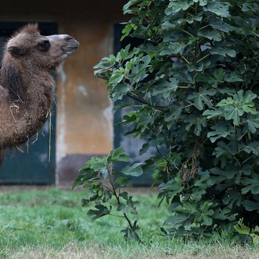 Mlada dvogrba deva Zsofia nova je stanovnica zagrebačkog zoološkog vrta - 4