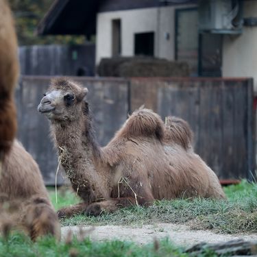 Mlada dvogrba deva Zsofia nova je stanovnica zagrebačkog zoološkog vrta - 7