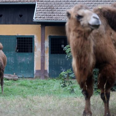 Mlada dvogrba deva Zsofia nova je stanovnica zagrebačkog zoološkog vrta - 9