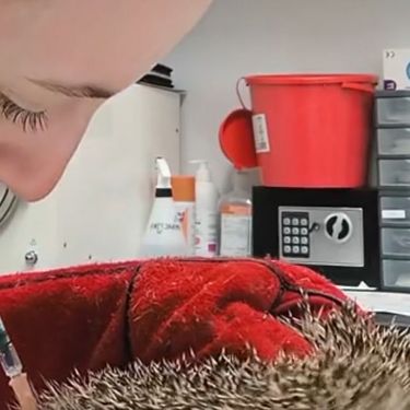 Jež kod veterinara