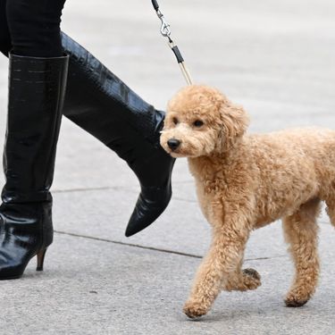 Visoke čizme već viđamo na gradskim ulicama