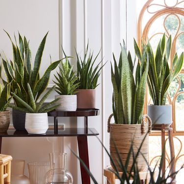 Sansevieria