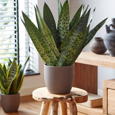 Sansevieria