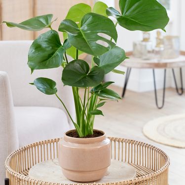 Svaka biljka može ostvariti puni potencijal na pravom mjestu