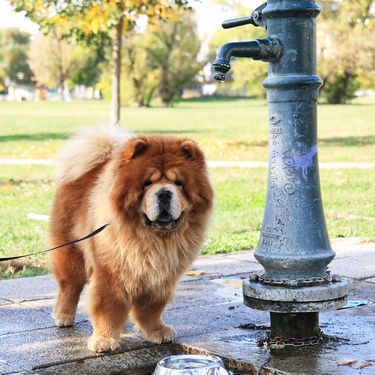 Inženjer strojarstva Tomislav Kenjerić iz Zagreba postavio je 36 metalnih posudica za pse ispod javnih zdenaca kako bi ljubimci tijekom šetnje mogli piti vodu - 4