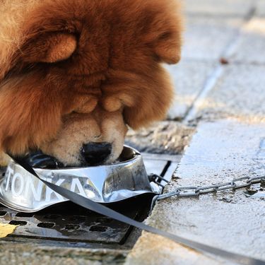 Inženjer strojarstva Tomislav Kenjerić iz Zagreba postavio je 36 metalnih posudica za pse ispod javnih zdenaca kako bi ljubimci tijekom šetnje mogli piti vodu - 5