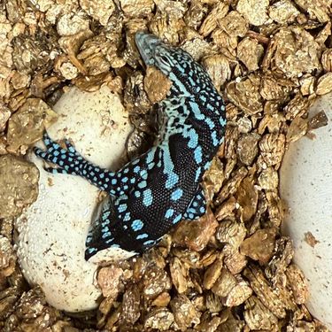 U zagrebačkom zoo vrtu na svijet došla dva plava varana - 2