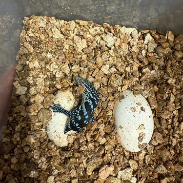 U zagrebačkom zoo vrtu na svijet došla dva plava varana - 4