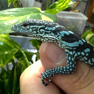 U zagrebačkom zoo vrtu na svijet došla dva plava varana - 6