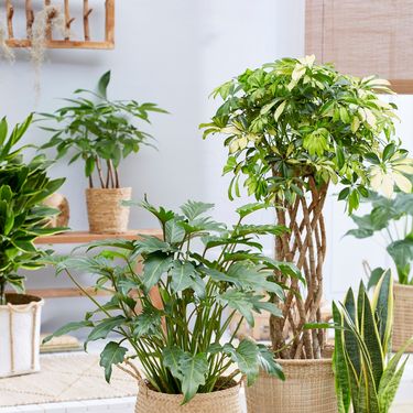 Postoje biljke koje mogu izdržati baš sve