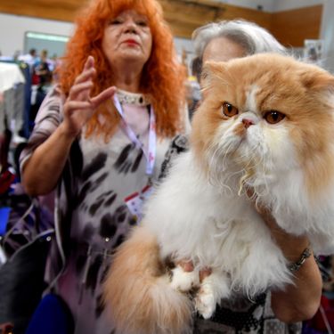 Mediteranska izložba šampionskih mačaka u Opatiji - 9