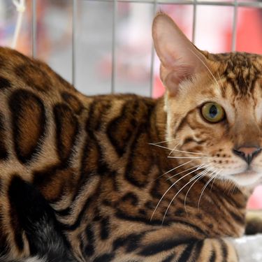 Mediteranska izložba šampionskih mačaka u Opatiji - 10