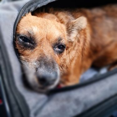 Mala Malina bila je prvi pas u Hrvatskoj koji je imao svoju stranicu na Facebooku te pričao o sebi u prvom licu - 4