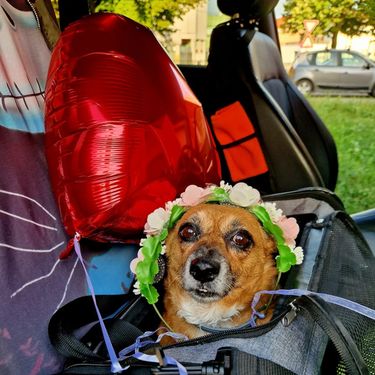 Mala Malina bila je prvi pas u Hrvatskoj koji je imao svoju stranicu na Facebooku te pričao o sebi u prvom licu - 5