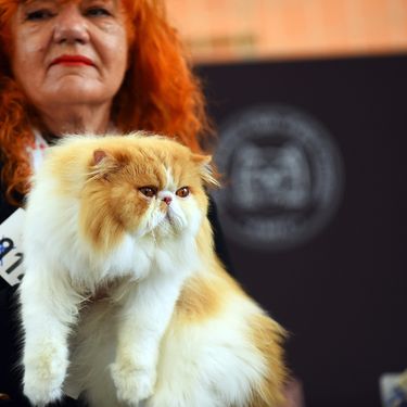 WFC Svjetska izložba mačaka u Karlovcu - 18