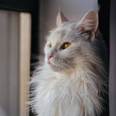 Mačka Maine Coon