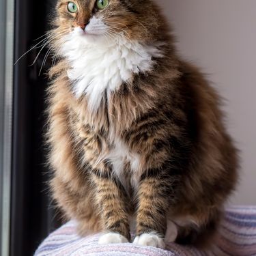 Norveška šumska mačka