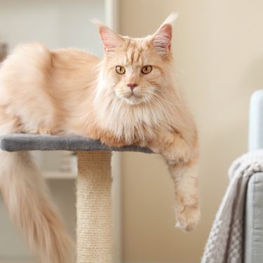 Mačka Maine Coon
