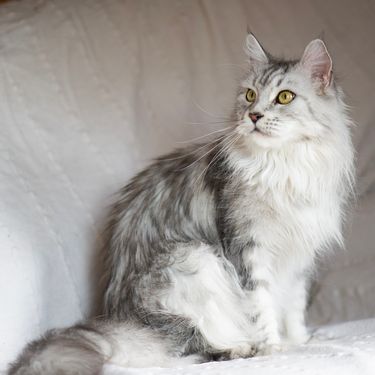 Maine Coon