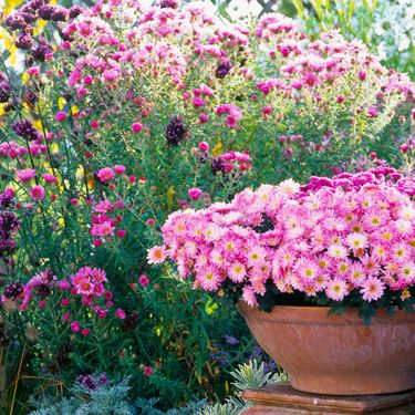 Krizantema je jedan od idealnih cvjetova za jesenski vrt