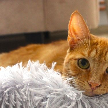 Narančaste mačke naših čitateljica