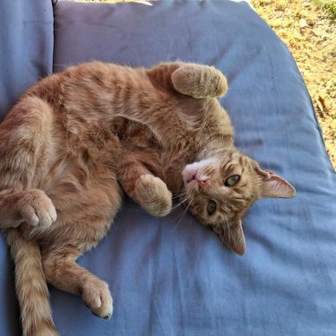 Narančaste mačke naših čitateljica