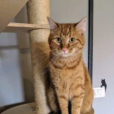 Narančaste mačke naših čitateljica