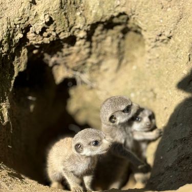 Bebe merkati najslađe su trojke u Zoološkom vrtu Grada Zagreba - 3