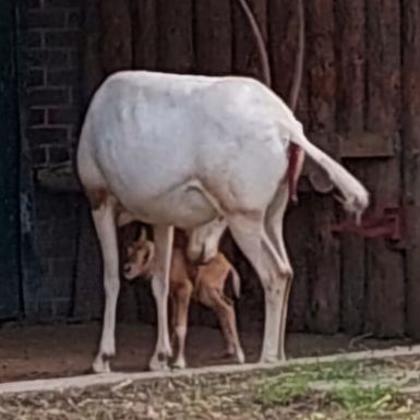 U Zoološkom vrtu Grada Zagreba na svijet je došlo žensko mladunče sabljorogog oriksa - 3