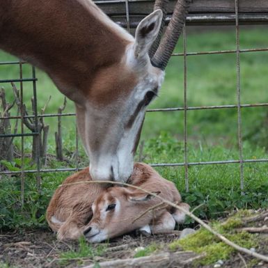 U Zoološkom vrtu Grada Zagreba na svijet je došlo žensko mladunče sabljorogog oriksa - 5