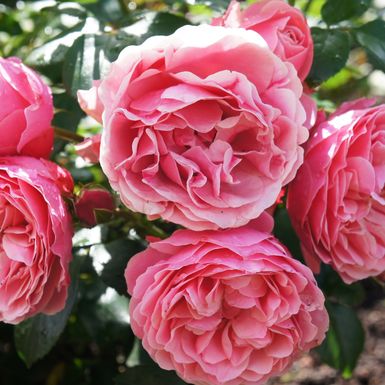 Mirisne Bourbon ruže