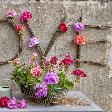 Pelargonije su godinama najpopularnije cvjetnice za gredice i balkone - 3