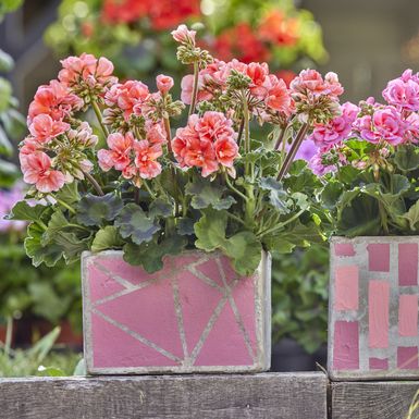 Pelargonije su godinama najpopularnije cvjetnice za gredice i balkone - 8