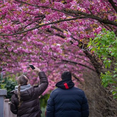Cvat japanske trešnje u ulici Bogoslava Šuleka u Zagrebu - 6