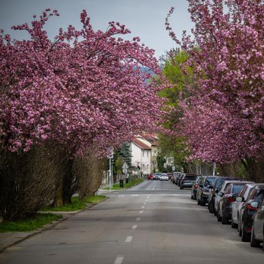 Cvat japanske trešnje u ulici Bogoslava Šuleka u Zagrebu - 7