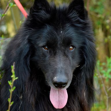 Nova akcija Udomljavanje je fora 12. travnja u Zagrebu - 1