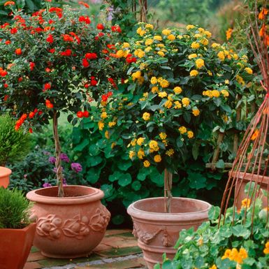 Lantana