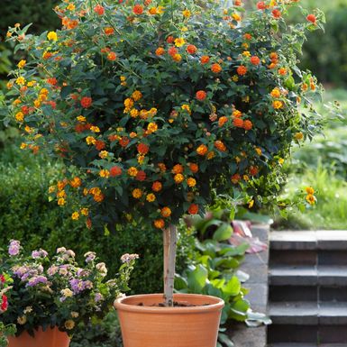 Lantana