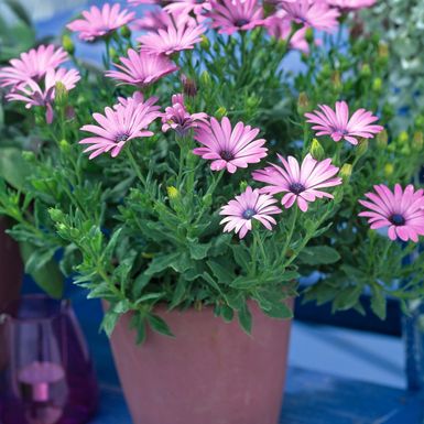 Afrička tratinčica