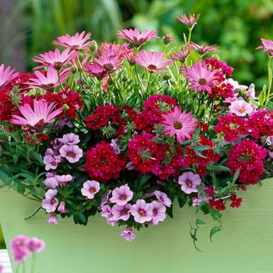 Verbena i afrička tratinčica idealne su za svibanjsku sadnju