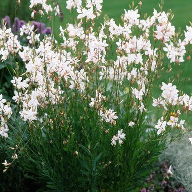 Gaura